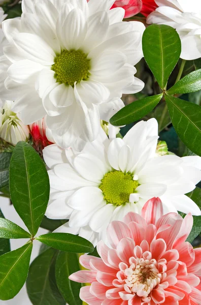 Imagen de hermosas flores de primer plano —  Fotos de Stock