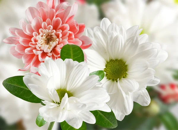 Image of many beautiful flowers close up — Stock Photo, Image