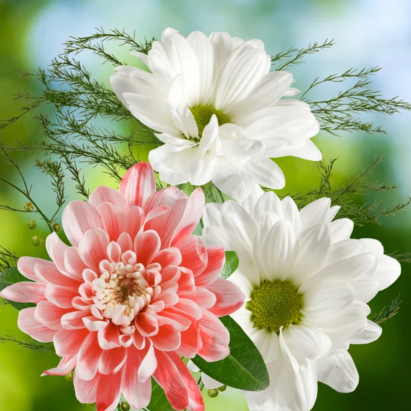 많은 아름 다운 꽃 클로즈업의 이미지 — 스톡 사진