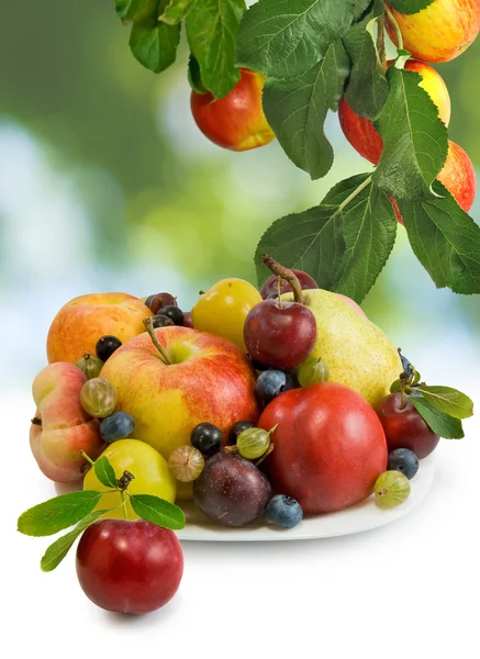 Image of various fruit on a plate in the garden close-up — Stock Photo, Image