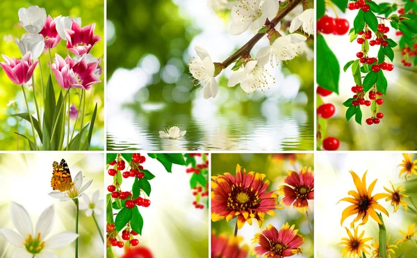 Mischung aus verschiedenen Fotos von Blumen im Garten — Stockfoto
