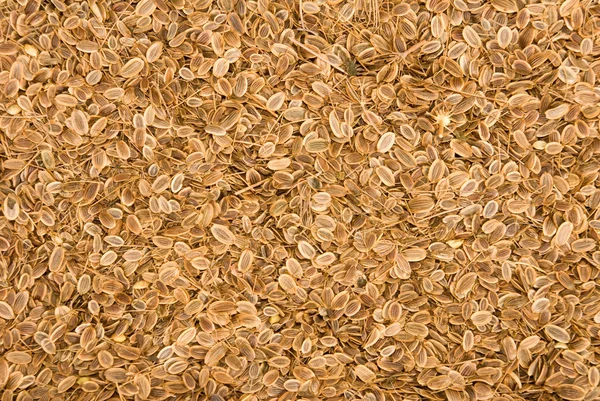 Obrázek sušená Koprová semena closeup — Stock fotografie