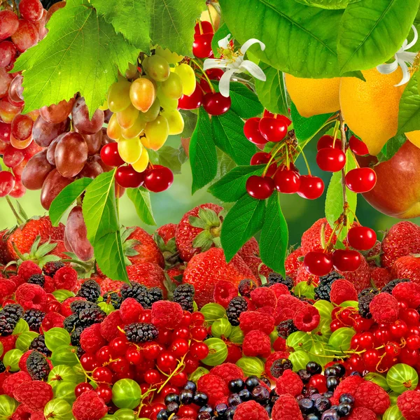 Many ripe berries — Stock Photo, Image