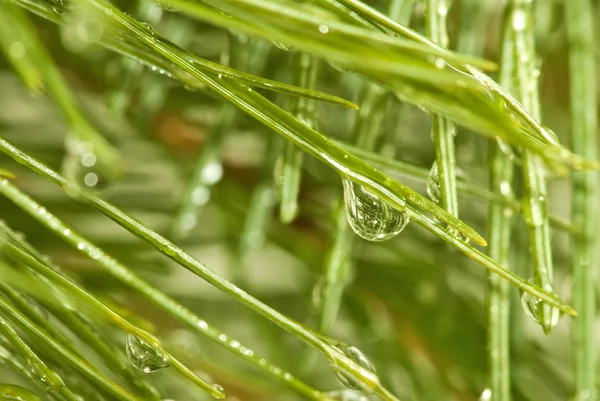 Image of drop on branch — Stock Photo, Image