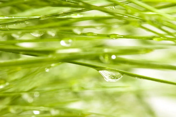 Image of fir branches with drops — Stock Photo, Image