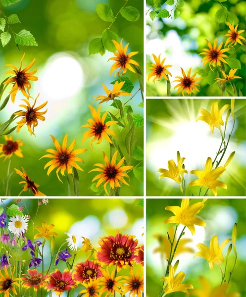 Different beautiful flowers in a park closeup — Stock Photo, Image