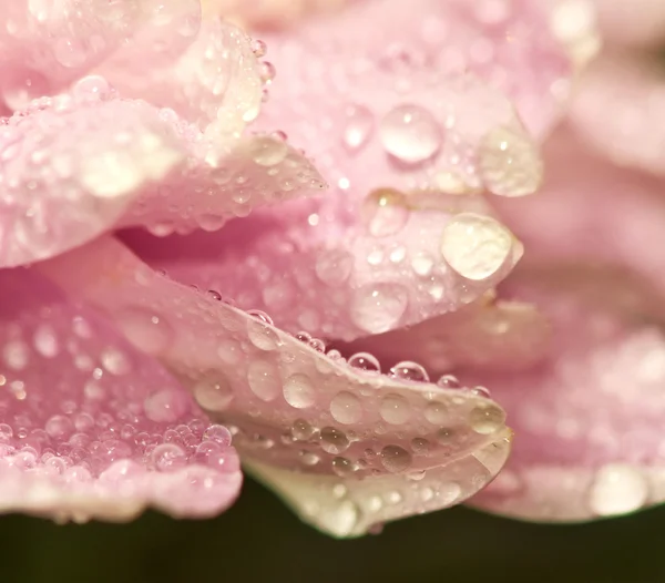 Image of a pink flower closeup — Stock Photo, Image