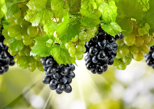 Afbeelding van een tros druiven op een groene achtergrond close-up — Stockfoto