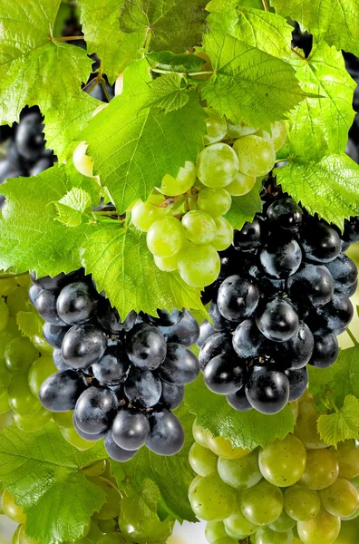Зображення стиглого винограду в саду крупним планом — стокове фото
