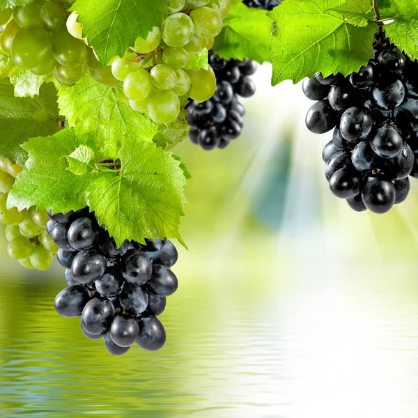 Afbeelding van druiven over het water in de tuin — Stockfoto