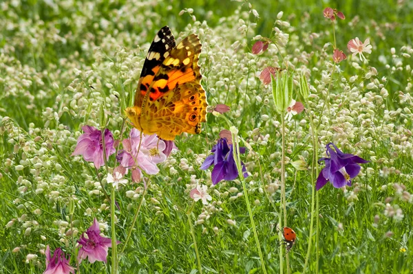 Schmetterling auf Wildblumen in einem Garten Nahaufnahme — Stockfoto