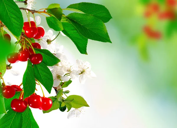 Branch with cherries on a green background close-up — Stock Photo, Image
