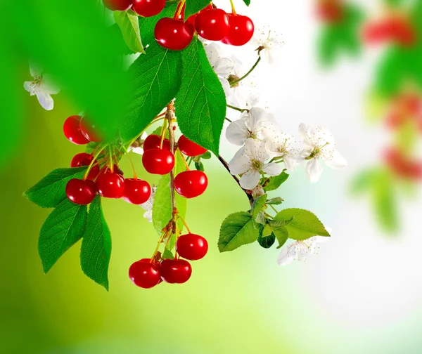 Image of branch with cherries on a green background — Stock Photo, Image