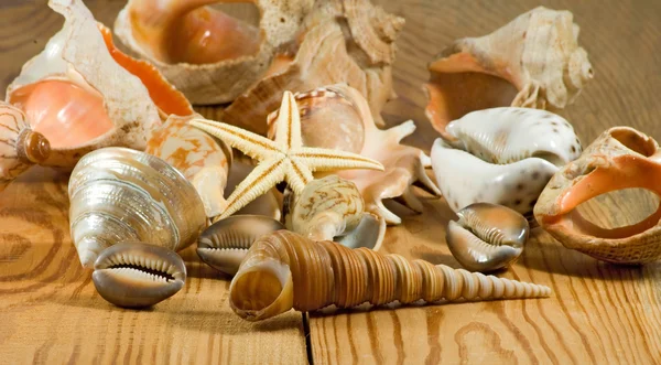 Afbeelding van verschillende zeeschelp op een houten tafel close-up — Stockfoto