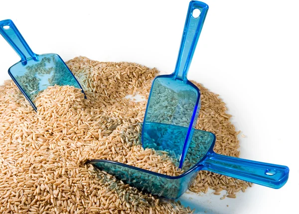 Image of dry barley closeup — Stock Photo, Image