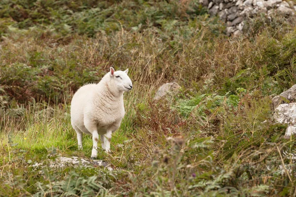 在一片草地放牧的苏格兰羊 — 图库照片
