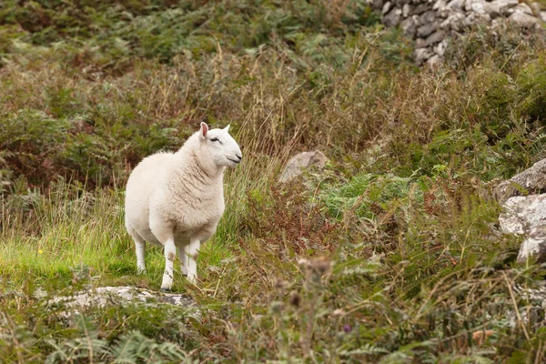 Escocia pastoreo de ovejas en un prado — Foto de Stock