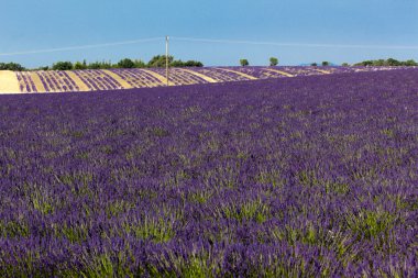 panoramik lavanta alanları Provence, Fransa