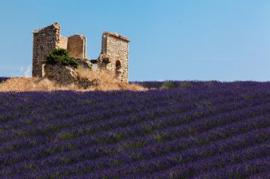panoramik lavanta alanları Provence, Fransa