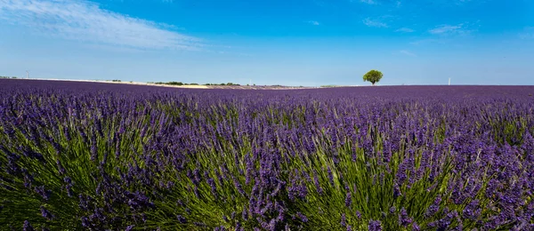 Blick auf Lavendelfelder in der Provence, Frankreich — Stockfoto