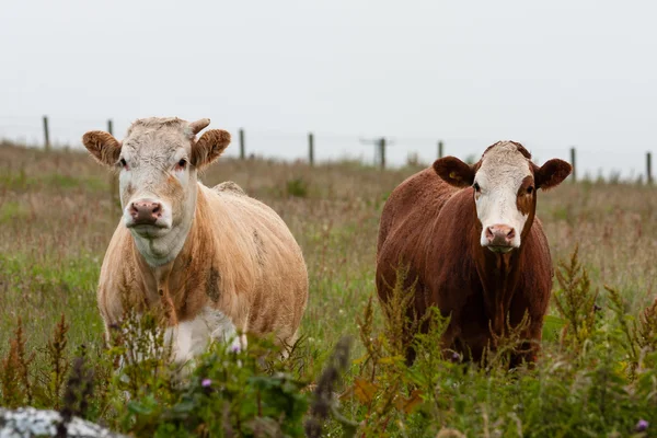 Scotland Angus Cattle Couple — Stock Photo, Image