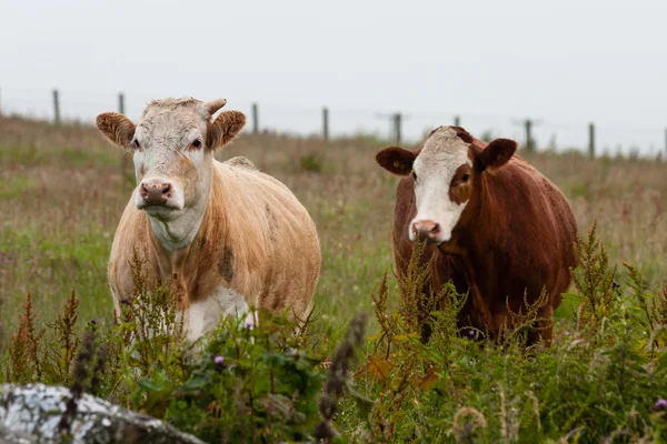 Escocia Pareja de bovinos Angus — Foto de Stock