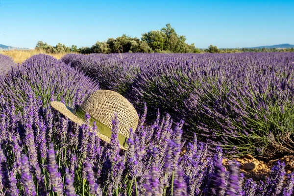 Campi di lavanda con cappello in estate, Provenza, Francia — Foto Stock