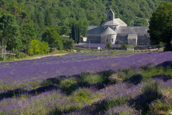 Blooming field of Lavender in front of Senanque Abbey, Gordes, Vaucluse, Provence-Alpes-Cote d'Azur