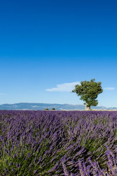 Lavendel fält med ensamt träd i Provence, Frankrike Stockfoto