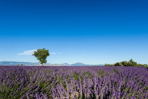 Campos de lavanda con árboles solitarios en Provenza, Francia Fotos de stock libres de derechos