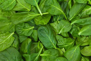 taze yeşil ıspanak