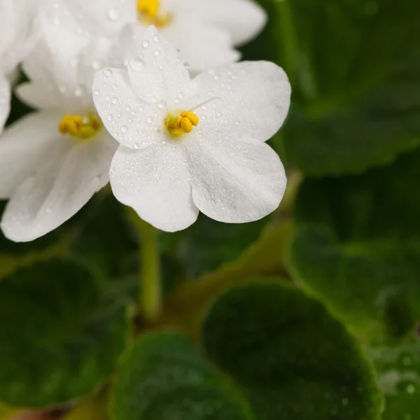 Vit Saintpaulia blommor — Stockfoto