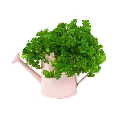 Kıvırcık veya kıvrılmış maydanoz