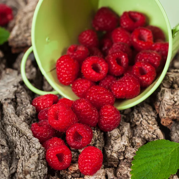 Ripe and fresh Raspberry — Stock Photo, Image
