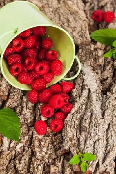 Raspberry on bark — Stock Photo, Image