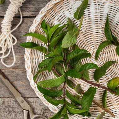 Taze nane yaprakları