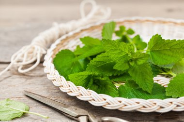 Taze nane yaprakları