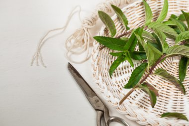 Taze nane yaprakları