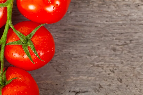 Tomates vermelhos na videira — Fotografia de Stock