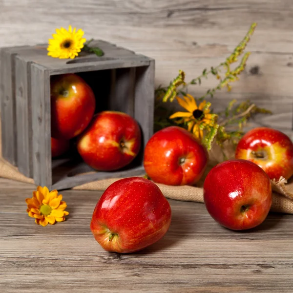 Manzanas ecológicas —  Fotos de Stock