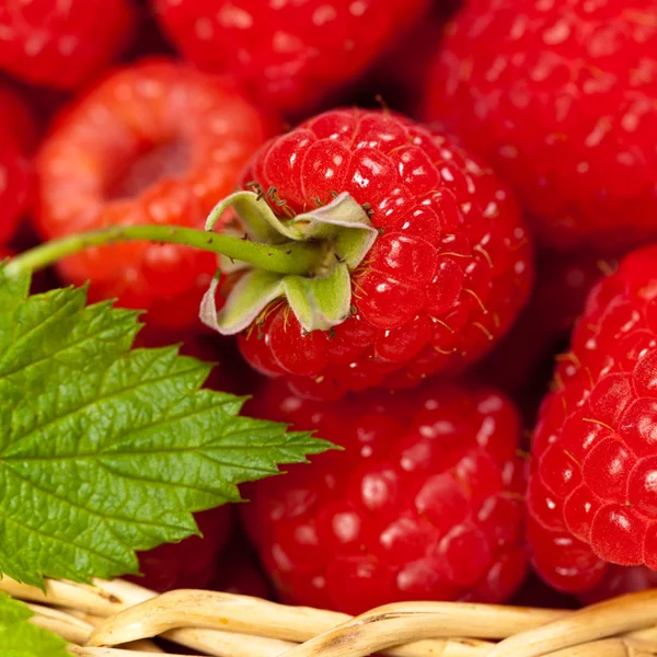 Himbeeren — Stockfoto