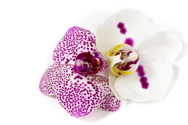 Orchidee — Stockfoto