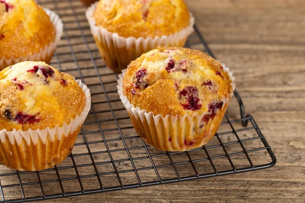 Muffins med tranbär — Stockfoto