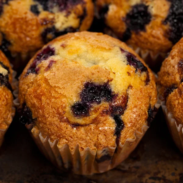 Áfonyás muffin — Stock Fotó