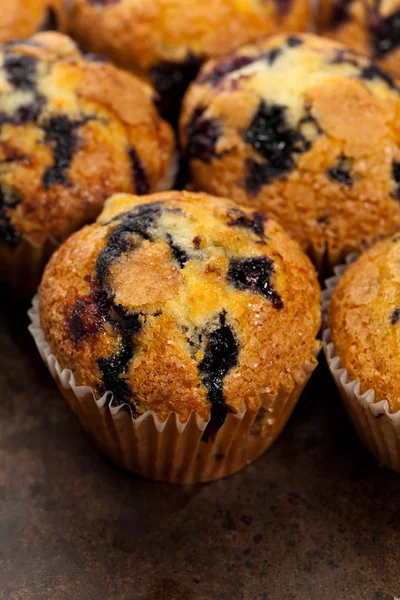 Bosbessenmuffins — Stockfoto