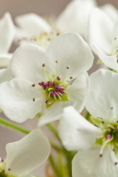 Spring apple blossom on wooden background — Stock Photo, Image