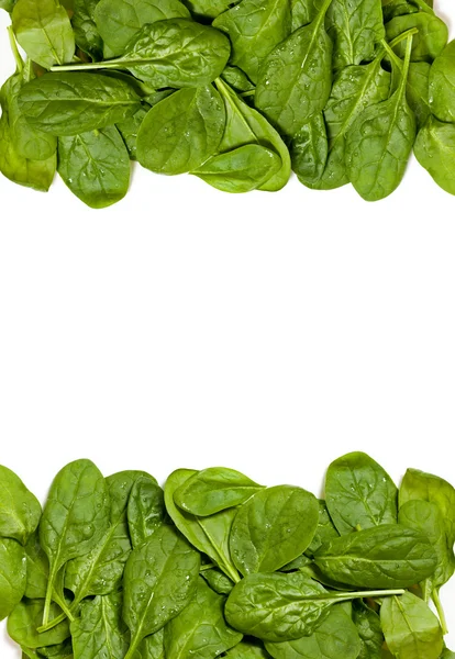 Spinach — Stock Photo, Image