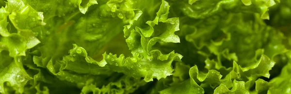 Green Lettuce Salad