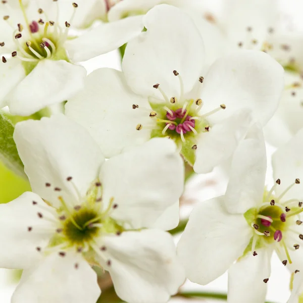 Våren apple blossom — Stockfoto