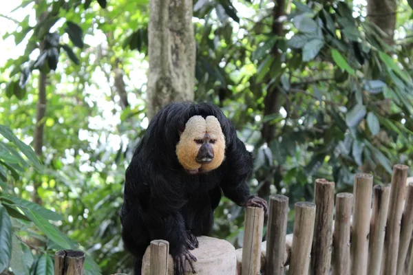 White-faced saki — Stock Photo, Image